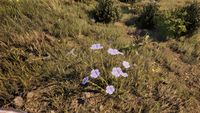 OBR-flora-Flax (Blue).jpg