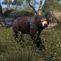 ON-creature-Black Bear.jpg