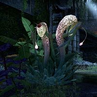 ON-flora-Lantern Mantis.jpg