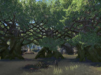 ON-place-Rootwater Grove.jpg