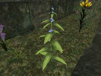 TD3-flora-Alkanet.jpg