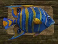 TD3-ing-Angelfish.jpg