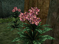 TR-flora-Timsa-Come-By Flowers.jpg