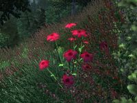 OB-flora-Flax (Red).jpg