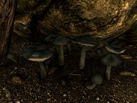 SR-flora-Steel-Blue Entoloma.jpg