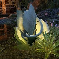 ON-flora-Catapult Cabbage.jpg