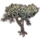 ON-icon-furnishing-Tree, Young Mountain Mahogany.png