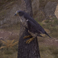 ON-creature-Falcon.jpg