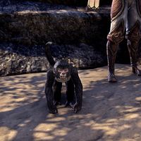 ON-creature-Qawi (monkey).jpg