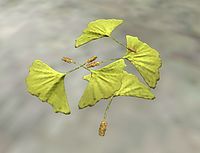 OB-ingredient-Gingko Leaves.jpg