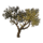 ON-icon-furnishing-Tree, Kvatch Nut.png
