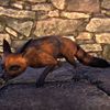 ON-pet-Linchal Titian Fox.jpg