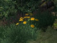 OB-flora-Flax (Yellow).jpg