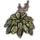 ON-icon-furnishing-Plant, Paired White Hosta.png