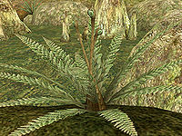 MW-flora-Slough Fern.jpg