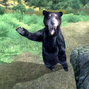 Oblivion:Bear - The Unofficial Elder Scrolls Pages (UESP)