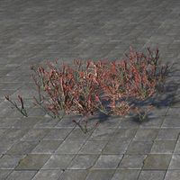 ON-furnishing-Plants, Ruby Glasswort Patch.jpg