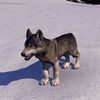 ON-pet-Boralis Gray Wolf Pup.jpg