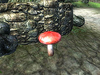 OB-flora-Emetic Russula.jpg