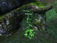 OB Flora Motherwort.jpg