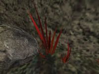 TD3-flora-Bloodgrass.jpg