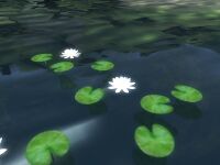 OB-flora-Sacred Lotus.jpg