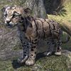 ON-pet-Clouded Senche-Leopard Cub.jpg