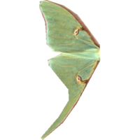 SR-icon-ingredient-Luna Moth Wing.png
