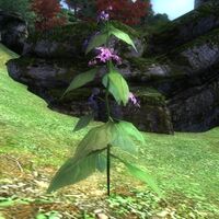 OB Flora Nightshade.jpg