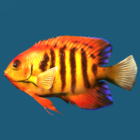 SR-ingredient-Angelfish.png