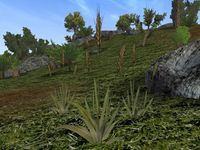 TD3-flora-Witherwheat.jpg