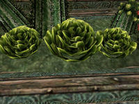 TR-flora-Scrib Cabbage.jpg