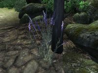 OB-flora-Lavender.jpg