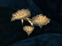ON-quest-Moonlit Mushrooms.jpg