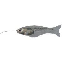 SR-icon-food-Glass Catfish.png