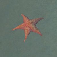 TD3-creature-Starfish 02.jpg