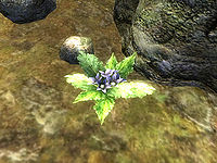 OB-flora-Mandrake.jpg