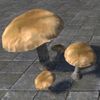 ON-furnishing-Mushrooms, Bruising Webcap.jpg