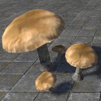 ON-furnishing-Mushrooms, Bruising Webcap.jpg