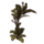 ON-icon-furnishing-Fern Plant, Sturdy Towering.png